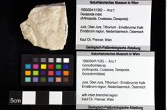 Foto (Objket + Etiketten) von Goniodromites sp. 